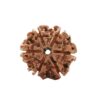 6 Face Nepal Origin Rudraksha